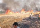 Bareilly Breaking: पकी फसल पर आग ने फेरा पानी, 40 बीघा गेहूं जलकर खाक