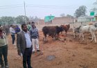 गोवंश संरक्षण में नहीं होना चाहिए लापरवाही: एसडीएम