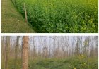 बारिश से किसानों में खुशी और चिंता दोनों