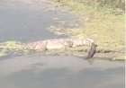 बरेली में नदी किनारे मगरमच्छ दिखा
