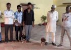 भोजीपुरा: आम के बाग में चल रही थी मुर्गों की खूनी लड़ाई, 6 जुआरी गिरफ्तार, 7 लड़ाकू मुर्गे बरामद