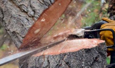 आधा कटा पेड़ बना मौत का कारण