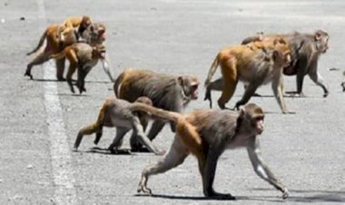 सैंथल: बंदरों के हमले से सात साल का मासूम छत से गिरा, दोनों पैर टूटे, इलाके में दहशत