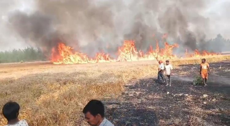 Bareilly Breaking: पकी फसल पर आग ने फेरा पानी, 40 बीघा गेहूं जलकर खाक