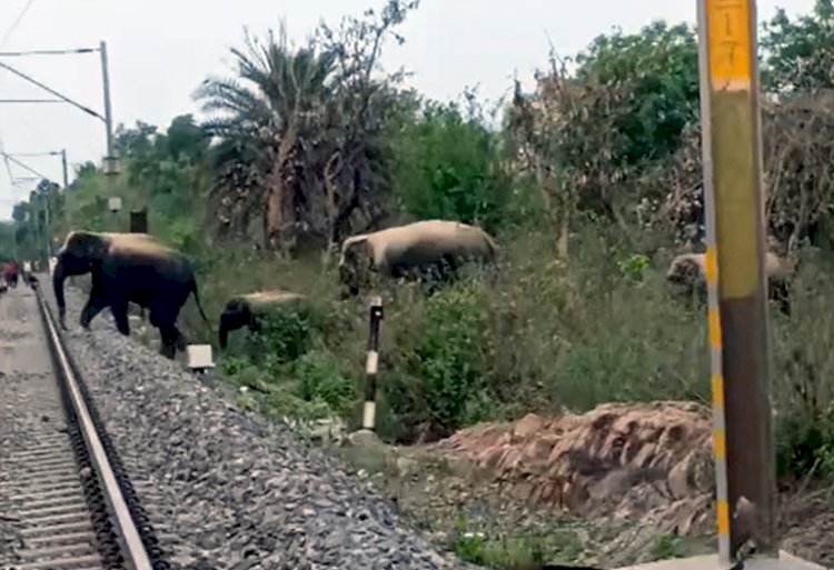 रेल ट्रैक पर अब हाथी पहले दिखेंगे