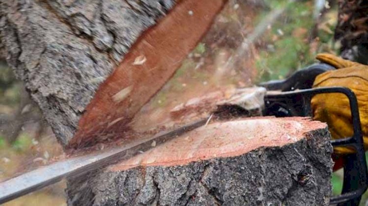 आधा कटा पेड़ बना मौत का कारण