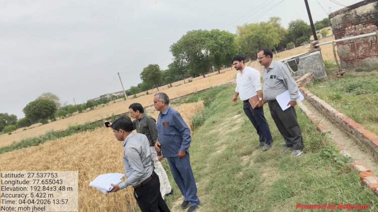 बारिश से गेहूं प्रभावित, मथुरा में फसल घटने की आशंका