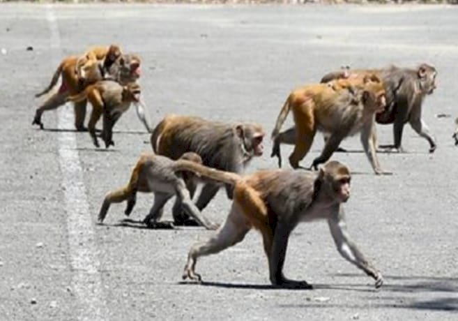 सैंथल: बंदरों के हमले से सात साल का मासूम छत से गिरा, दोनों पैर टूटे, इलाके में दहशत