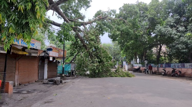 डीएम कार्यालय के पास पीपल की बड़ी डाली गिरी, टला बड़ा हादसा