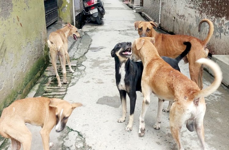 बरेली में दो सफल कॉर्निया प्रत्यारोपण, मरीजों को मिली नई उम्मीद